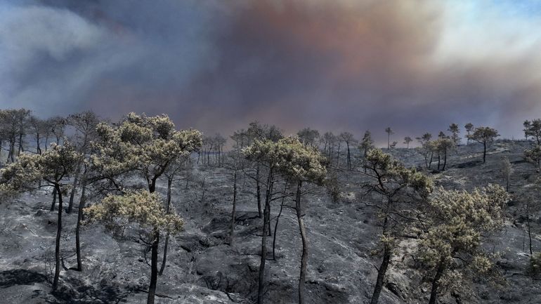 Incendies en Syrie : plus de 100 km2 brûlés (plus de 3% des forêts du pays) dans la province de Lattaquié, Damas demande de l'aide à l'UE