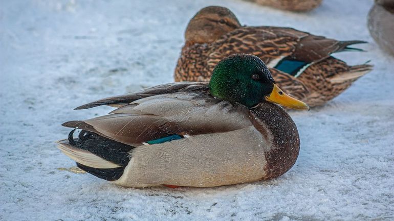 Froid de canard, laissez-les tranquilles