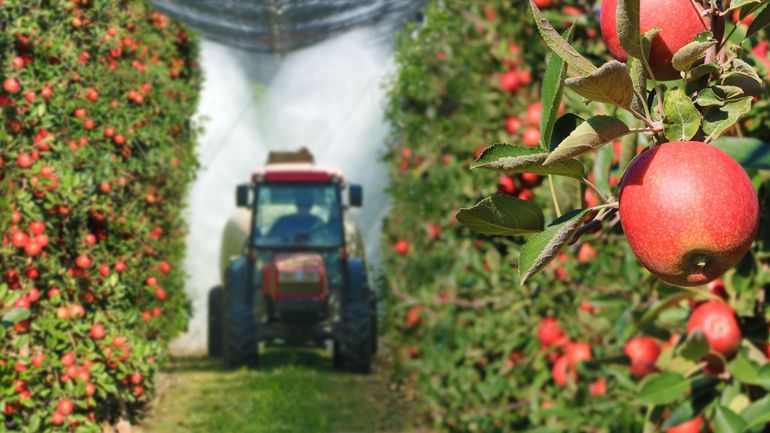 Un échantillon de fruit sur trois contaminé au pesticide en Belgique ? L'Afsca nuance