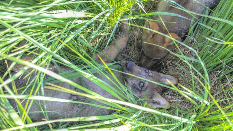 Quatre louveteaux viennent de pointer le bout de leur nez dans les Hautes Fagnes, près de Malmedy (vidéo)