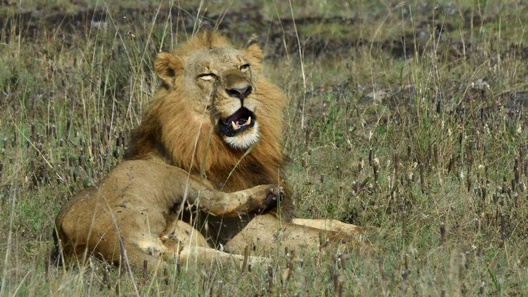 En Afrique du Sud, un Vietnamien se fait arrêter pour trafic de dents et griffes de lions