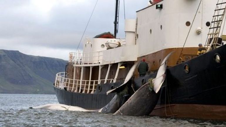 L'Islande autorise la chasse à la baleine pour la saison 2024