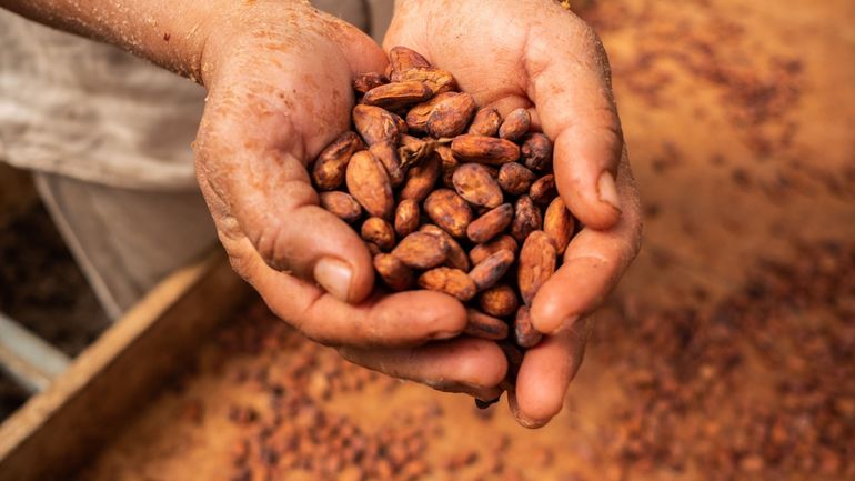 Puratos lève 1 milliard d'euros pour un projet de chocolat durable