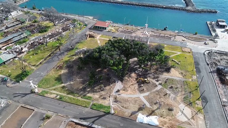 Hawaï : un an après les incendies, un arbre centenaire, emblème de l'île de Maui, renaît de ses cendres