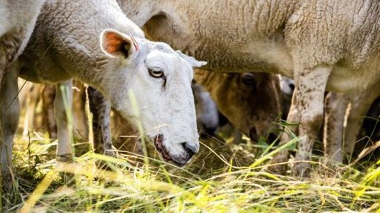 La maladie de la langue bleue circule dans de plus en plus d'élevages néerlandais