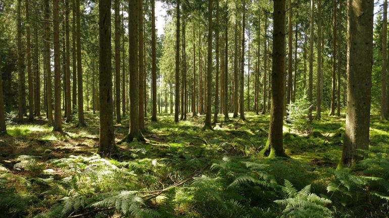 Et si vous testiez le bain de forêt à Tenneville ?