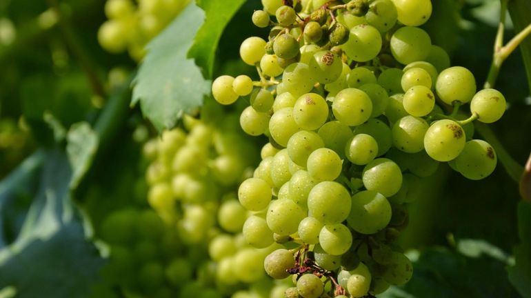 Plus de soleil, de sucre dans le raisin et d'alcool dans le vin : comment les viticulteurs font face aux changements climatiques