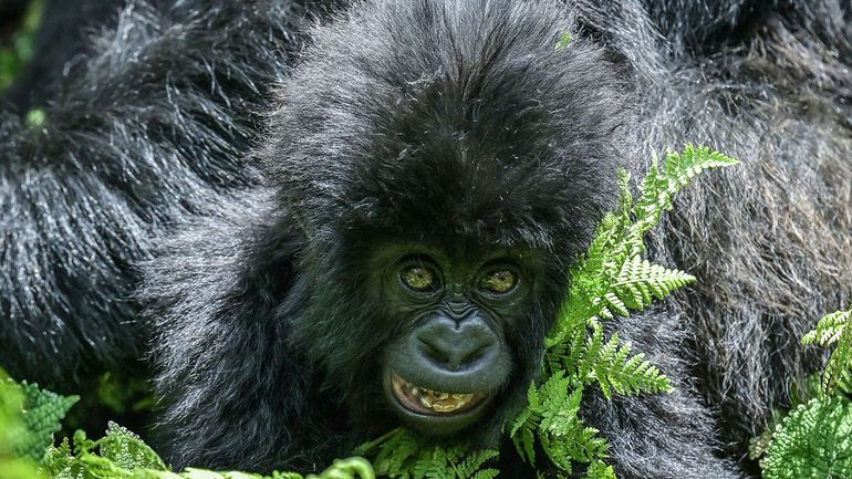 RDC : première naissance de gorille en 2022 aux Virunga