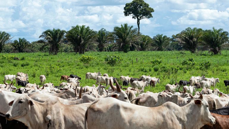 Déforestation : Carrefour et Delhaize retirent des produits à base de boeuf brésilien