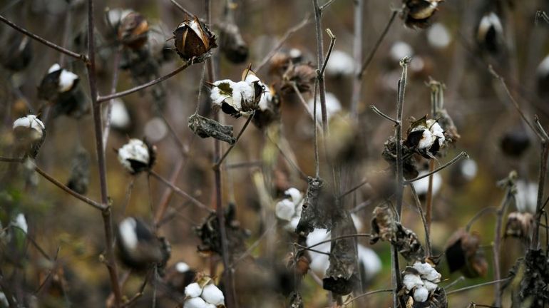 France : trois agriculteurs du Gers tentent de faire pousser du coton local