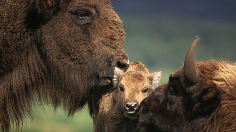 Du domaine de Han aux Carpates roumaines, itinéraire d'un bison qui fait peu à peu sa réapparition en Europe