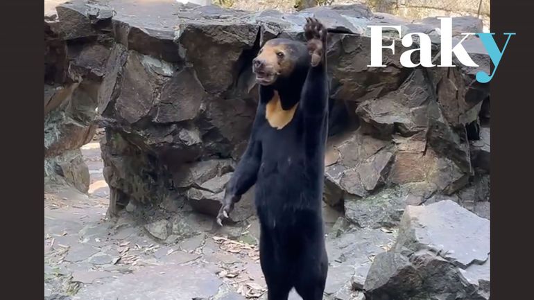 Vidéo virale dans un zoo en Chine : cet ours malais n'est pas un homme déguisé