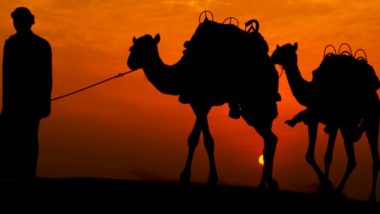 Coupe du Monde au Qatar : les chameaux sont fatigués par les touristes à la recherche 