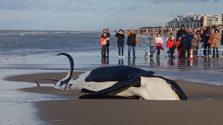Une orque mâle s'échoue sur le rivage de la Panne