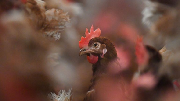 Grippe aviaire : les volailles belges confinées à partir de lundi