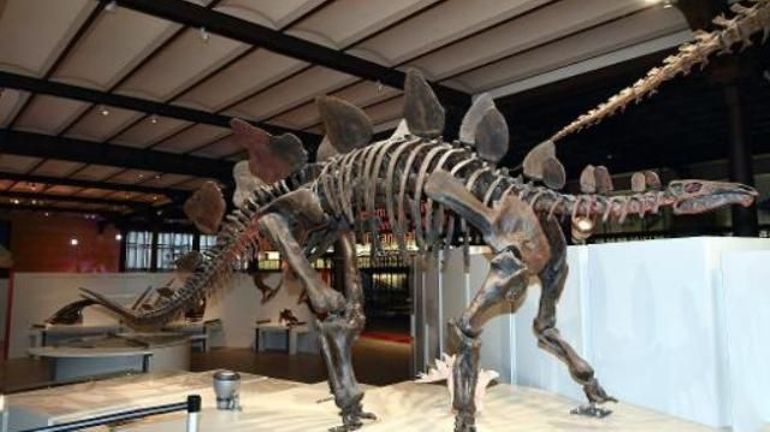 Le plus grand dinosaure découvert en Australie: une nouvelle espèce de 