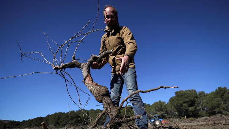 France : sécheresse, surproduction& les vignerons de l'Aude arrachent leurs vignes la mort dans l'âme
