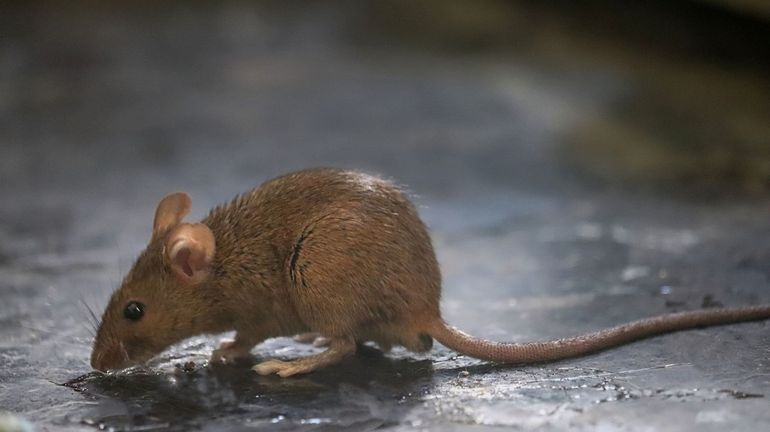 Australie: des détenus évacués en raison d'une invasion de souris