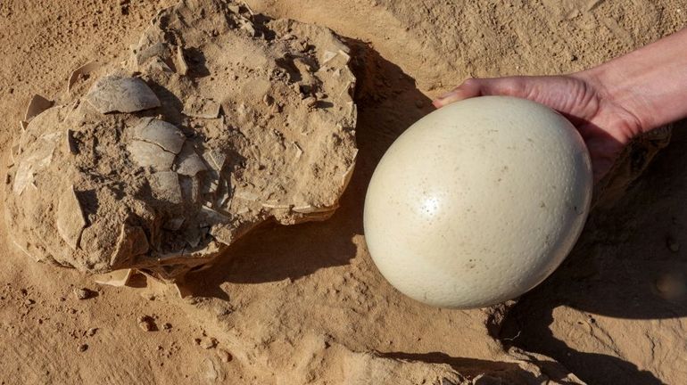 Israël : découverte d'oeufs d'autruche vieux de plus de 4000 ans