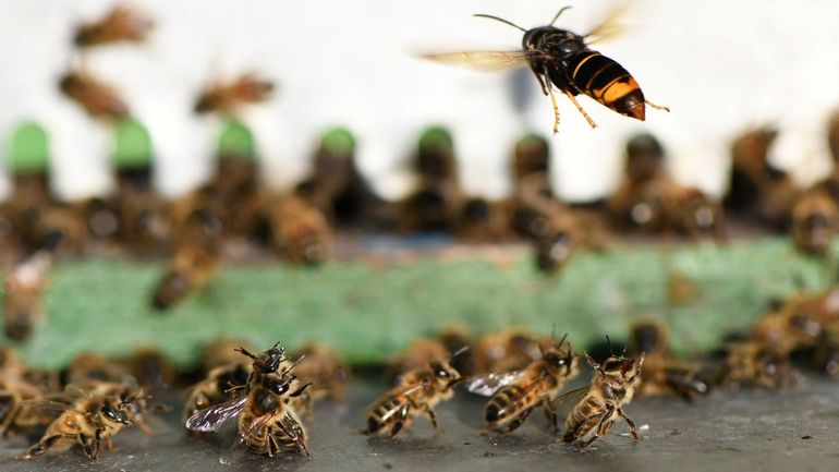 Un nid de frelons asiatique près de chez vous ? Voici quelques conseils