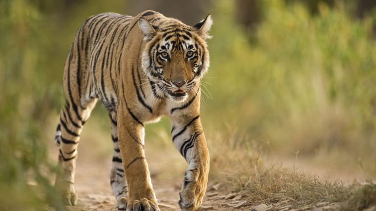 Les tigres sauvages sont 40% plus nombreux qu'estimé