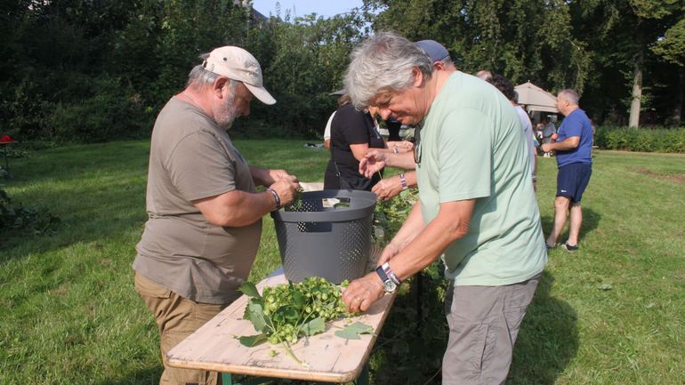 Du houblon récolté pour la première fois à l'abbaye de Maredsous