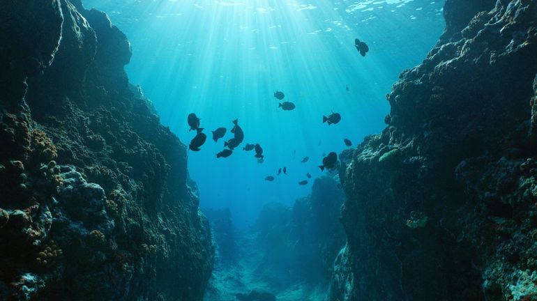 La haute mer, ce sanctuaire de ressources génétiques marines avidement convoitées
