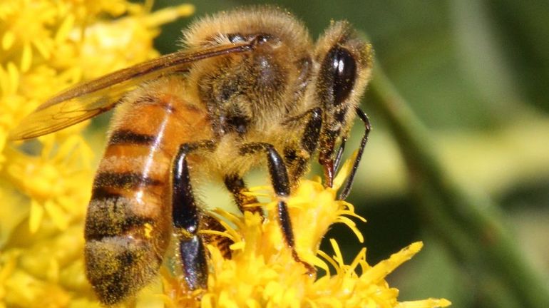 Le million de signatures atteint pour une initiative citoyenne européenne pour les abeilles