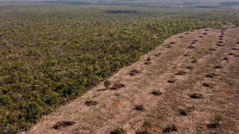 Les marques Zara et H&M accusées de déforestation illégale au Brésil par une ONG britannique