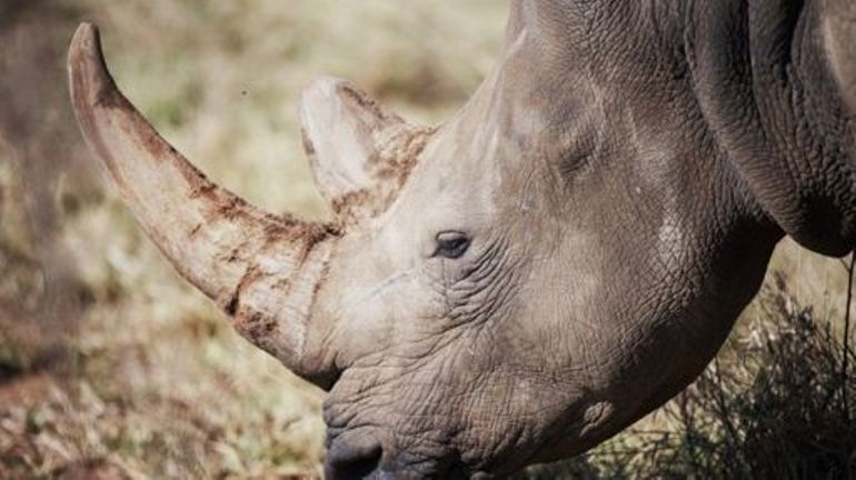 Le nombre de rhinocéros augmente en Afrique, une première depuis dix ans
