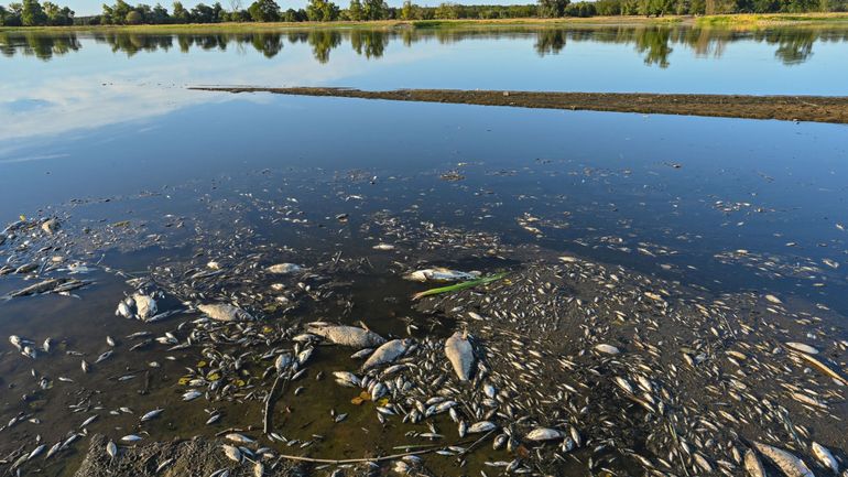 Des milliers de poissons morts découverts dans un fleuve allemand