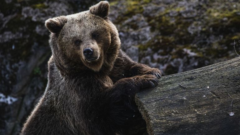 Trop d'ours en Suède ? La chasse commence, pour le plus grand soulagement des éleveurs de rennes