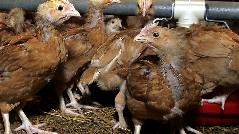 Dixmude : nouvelle infection de grippe aviaire, mesures de prévention pour les volailles