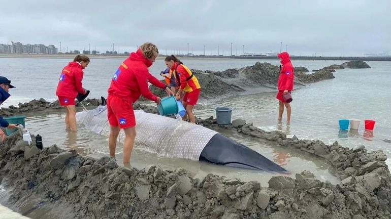 Un petit rorqual vivant s'échoue à Knokke-Heist : les services de secours ont réussi à le ramener en mer, mais il n'est pas encore sauvé