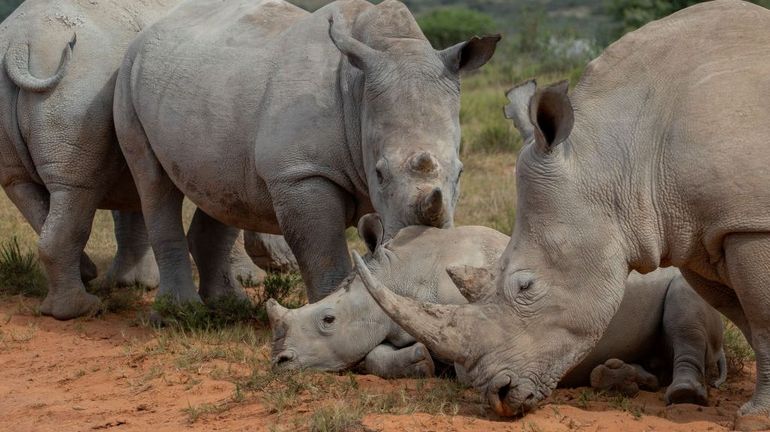 Afrique du Sud : hausse du braconnage en 2023, près de 500 rhinocéros ont été tués