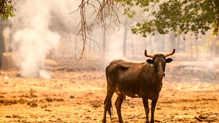 Californie : le mégafeu en cours devient l'un des plus gros jamais enregistré dans cet Etat