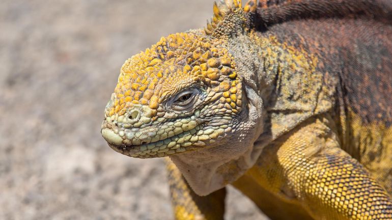 Un reptile sur cinq est menacé d'extinction, selon une étude