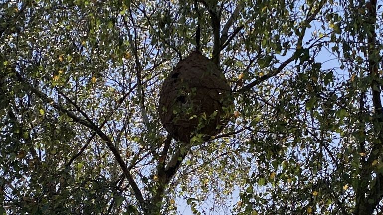 Un nid de frelons asiatiques découvert à Vaux-sous-Chèvremont. Comment réagir en pareil cas ?