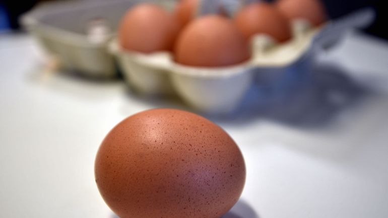 Les ventes d'oeufs en augmentation : 