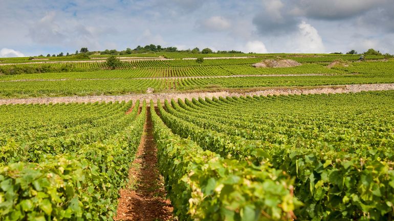 France: le gel d'avril prive le vin de Bourgogne de la moitié de ses récoltes