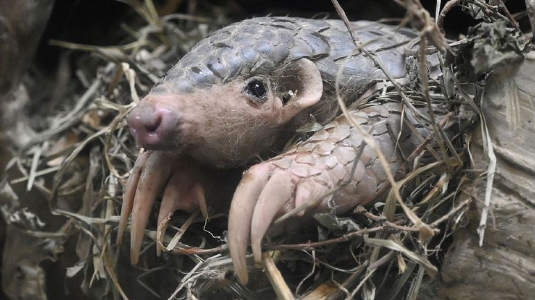 Vietnam: un défenseur des pangolins reçoit le 