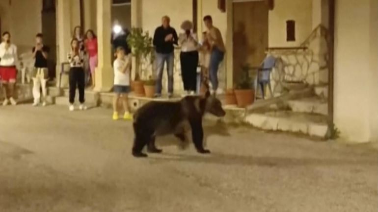 Italie : l'abattage d'une ourse suscite l'indignation des défenseurs des animaux