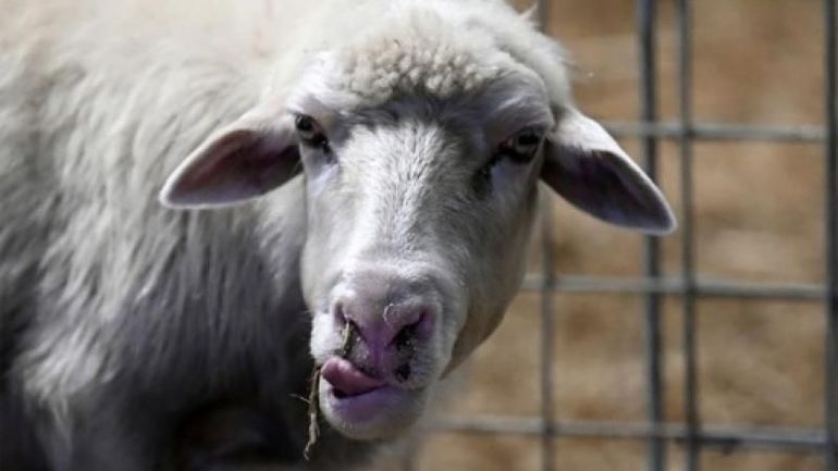 Maladie de la langue bleue : la Belgique épargnée grâce à la vaccination obligatoire