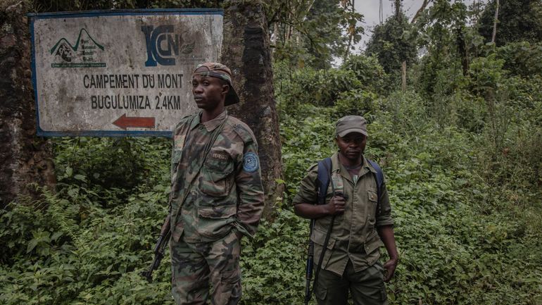 RDC : un policier-braconnier arrêté, un singe tué, un bébé singe sauvé