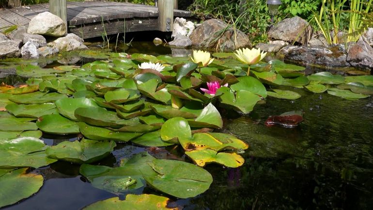 Automne : la saison idéale pour construire ou entretenir votre bassin de jardin