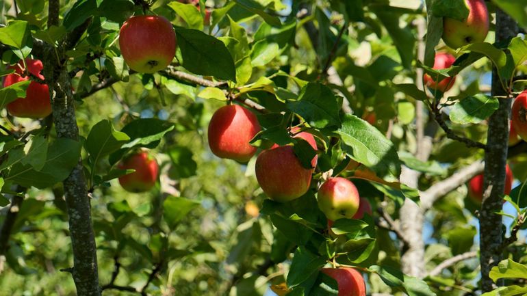 Savez-vous comment conserver les pommes et poires après la récolte ?