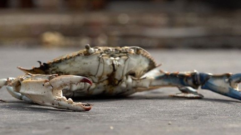 Italie : l'invasion des crabes bleus menace les pâtes 