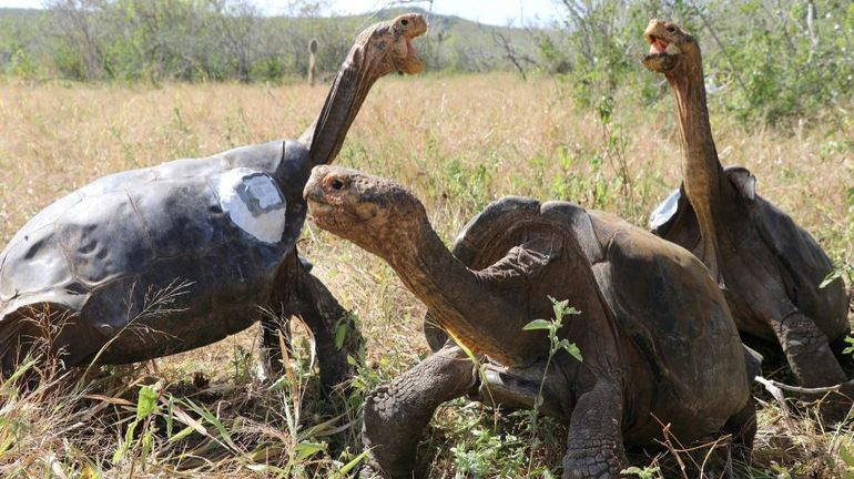 Les tortues Galapagos en contact avec les hommes sont résistantes aux antibiotiques
