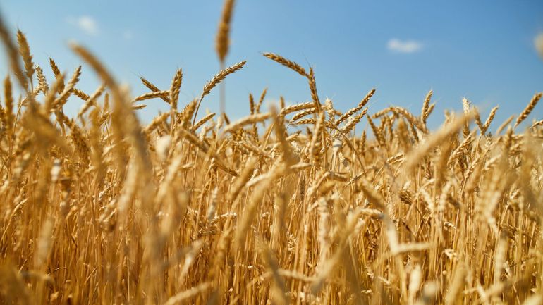 Guerre en Ukraine : la Commission lance un appel pour accélérer l'exportation des céréales ukrainiennes