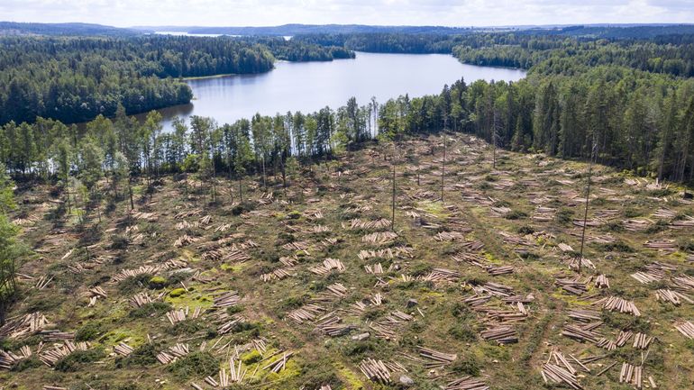 Des banques belges financent des entreprises qui participent à la déforestation
